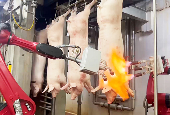 自动化猪屠宰设备-猪用燎毛机器人